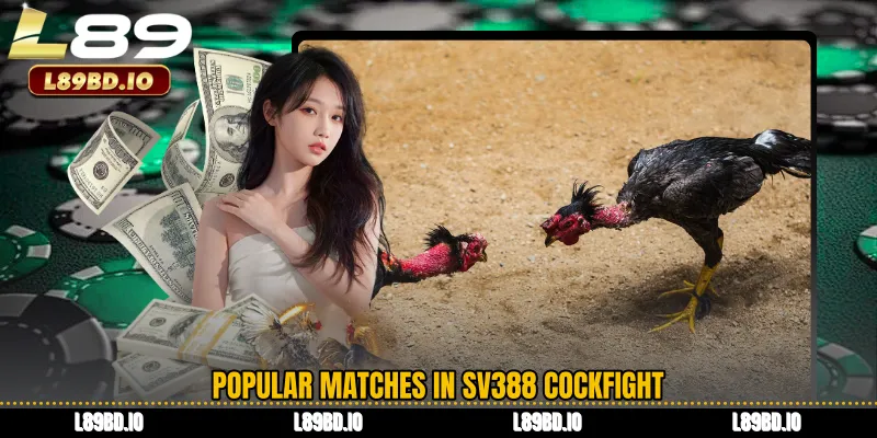 Popular Matches in SV388 Cockfight